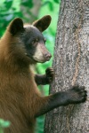American Black Bear Standing by Tree